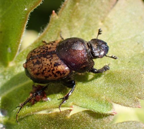 Réf. 290 228 : Onthophagus sp.